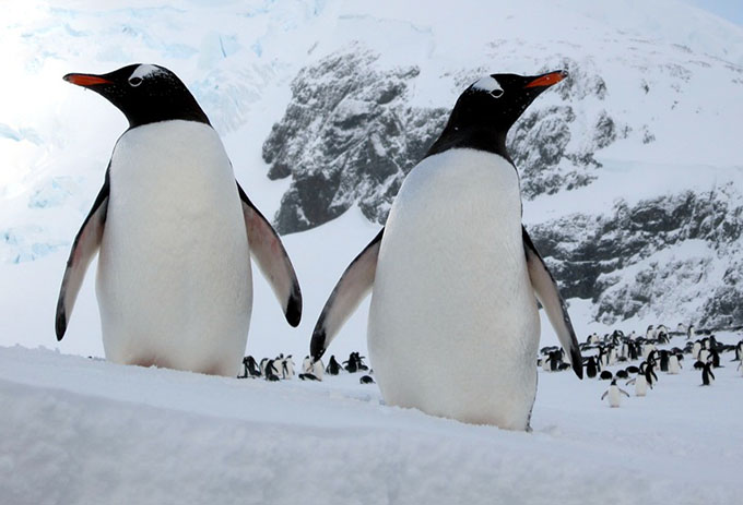 Gentoo Penguins - Flickr David Stanley