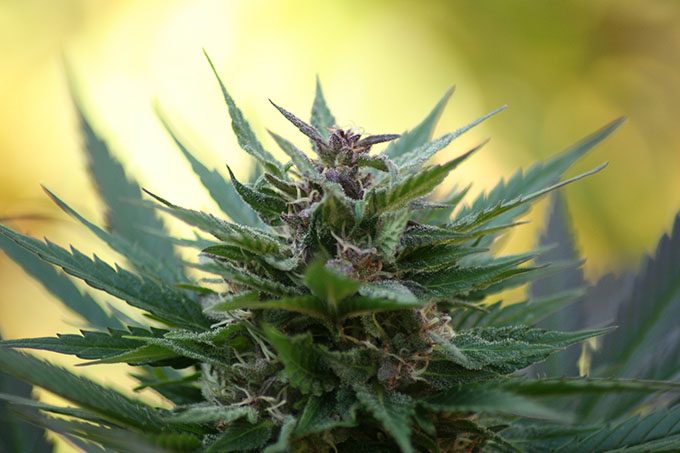Cannabis Plant